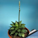 gasterhaworthia